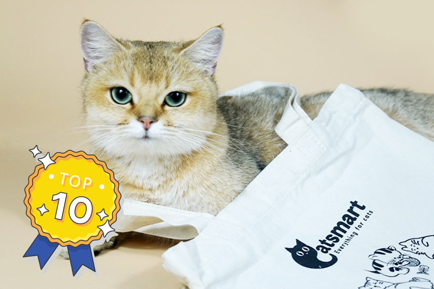 The 10 Hottest CatSmart Brands Of 2021 That You Must Know  